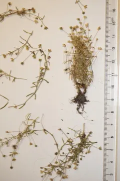 Japanese Pearlwort thumbnail 4