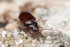 Nebria obliqua thumbnail 2