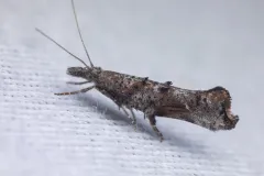 Ypsolopha senex thumbnail 2