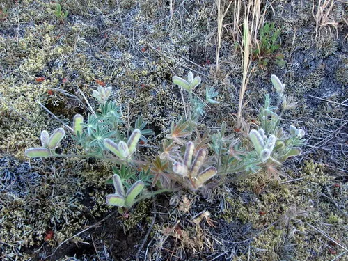 Big Pod Lupine