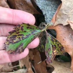 Common Strawberry Spot thumbnail 3