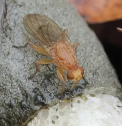 Suillia longipennis thumbnail 1