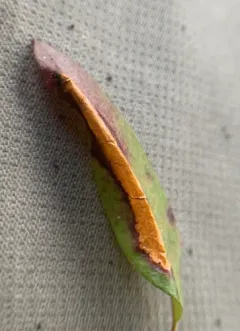 Laurel Leafminer thumbnail 2