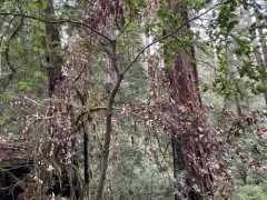 Sudden oak death thumbnail 1