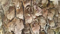 Madrone Micro thumbnail 3