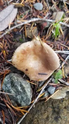 Purple-staining California Milk Cap thumbnail 2
