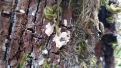 Dendrothele candida thumbnail 3