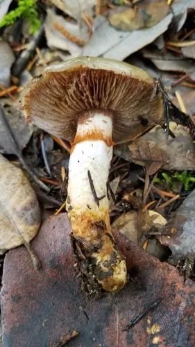 Slimy-Girdled Cort