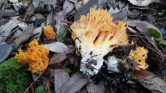 Ramaria sandaracina thumbnail 2