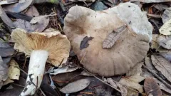 Lactarius pallidiolivaceus thumbnail 2