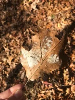Phyllactinia angulata thumbnail 4