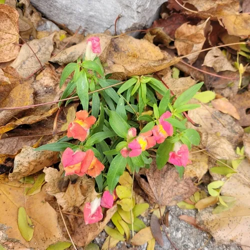 Snapdragon