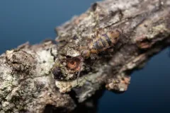 Entomobrya comparata thumbnail 3