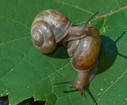 Kentish Snail