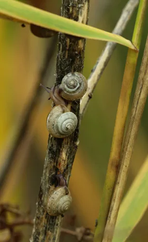 Girdled Snail
