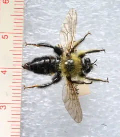 Huron Laphria thumbnail 2