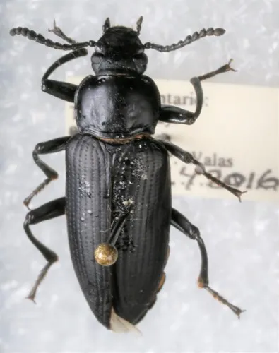Giant Mealworm Beetle