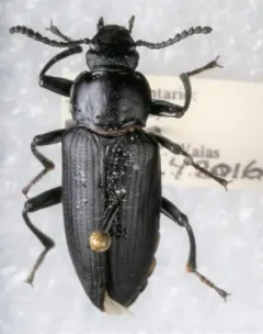 Giant Mealworm Beetle thumbnail 1