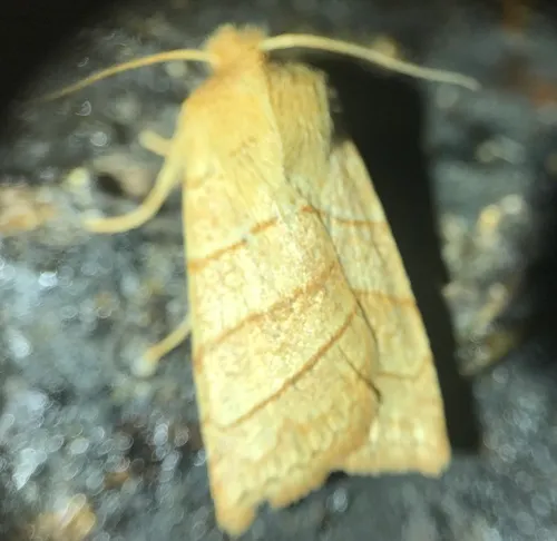Citrine Sallow