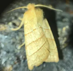 Citrine Sallow thumbnail 1