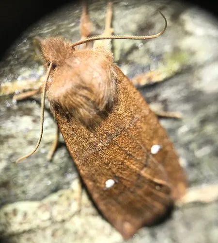 Schweitzer's Sallow
