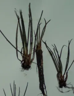 lake quillwort thumbnail 4