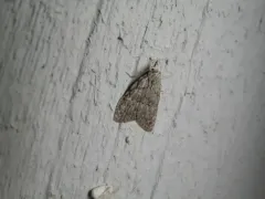 Sweet Pepperbush Nola Moth thumbnail 4