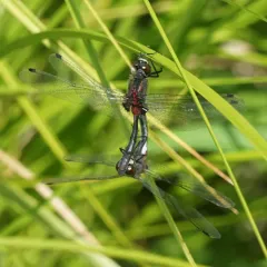 Crimson-ringed Whiteface thumbnail 4
