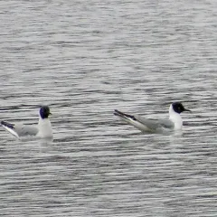 Bonaparte's Gull thumbnail 3