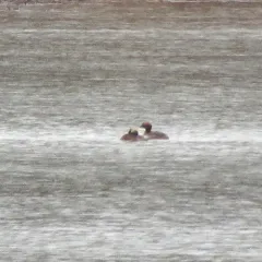 Horned Grebe thumbnail 2
