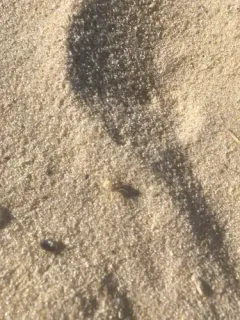 Atlantic Ghost Crab thumbnail 4