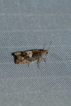 Epinotia momonana thumbnail 1