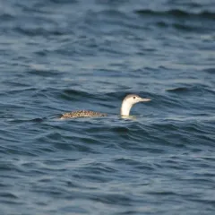 Red-throated Loon thumbnail 3