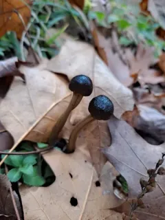 Tolypocladium longisegmentatum thumbnail 3