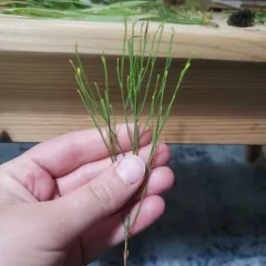 pineweed thumbnail 3