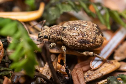 Nemocestes puncticollis