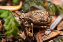 Nemocestes puncticollis thumbnail 1