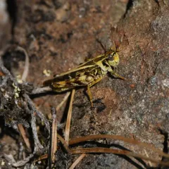 Clear-winged Grasshopper thumbnail 4