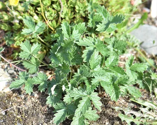Arctic Cinquefoil