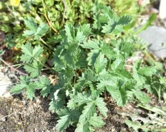 Arctic Cinquefoil thumbnail 1