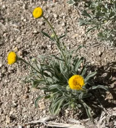 rayless shaggy fleabane thumbnail 1