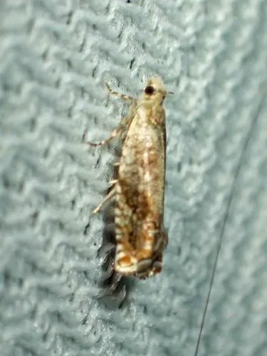 Birch Shootworm Moth