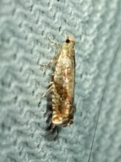Birch Shootworm Moth thumbnail 1