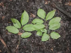 Biltmore Ash thumbnail 2