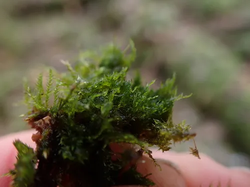 Roell's Brotherella Moss