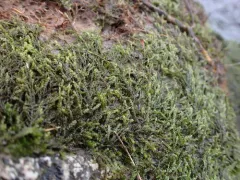 Hygrohypnum bestii thumbnail 2