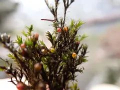 Streamside Schistidium Moss thumbnail 2