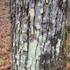 Mapledust Lichen thumbnail 4