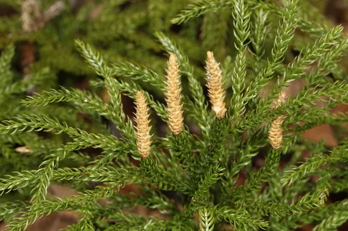 flat-branched tree-clubmoss