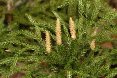 flat-branched tree-clubmoss thumbnail 1